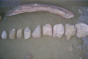 Foto; Ayuntamiento de Vera.