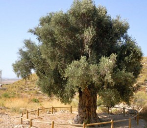 olivo milenario2